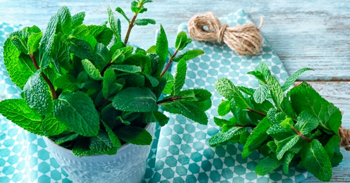 5 Benefícios da erva cidreira para sua saúde